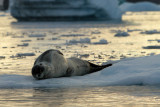 Leopard seal 