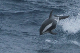 Hourglass dolphin 