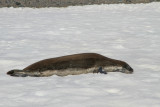 Crabeater seal 