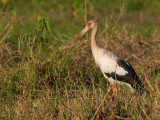 Maguari Stork - Magoeari - Cigogne maguari