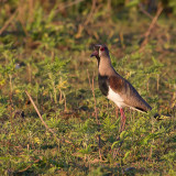 Southern Lapwing - Chileense Kievit - Vanneau tro