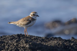 Semi-palmated Plover - Amerikaanse Bontbekplevier - Pluvier semipalm