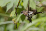 White-bellied Munia - Witbuikbronzemannetje - Capucin  ventre blanc