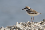 Malaysian Plover - Maleise Plevier - Pluvier de Pron