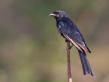 Fork-tailed Drongo - Treurdrongo - Drongo brillant