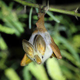 Yellow-winged bat 