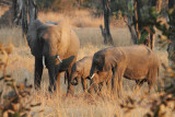 African bush elephant 