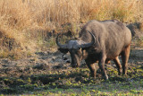 African buffalo 