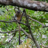 Crested mona monkey 
