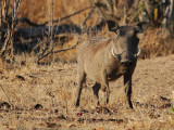 Common warthog 
