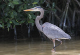 Great Blue Heron - Amerikaanse Blauwe Reiger - Grand Hron