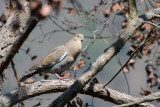 White-winged Dove - Witvleugeltreurduif - Tourterelle  ailes blanches