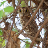 African Scops Owl - Afrikaanse Dwergooruil - Petit-duc africain