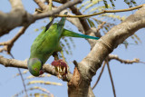 Rose-ringed Parakeet - Halsbandparkiet - Perruche  collier