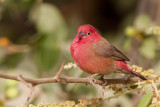 Red-billed Firefinch - Vuurvinkje - Amarante du Sngal (m)