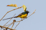 Pygmy Sunbird - Kleine Honingzuiger - Souimanga pygme (m)