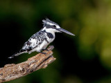 Pied Kingfisher - Bonte IJsvogel - Martin-pcheur pie (m)