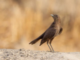 Anteater Chat - Bruine Miertapuit - Traquet brun
