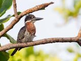 Giant Kingfisher - Afrikaanse Reuzenijsvogel - Martin-pcheur gant