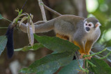 Common squirrel monkey 