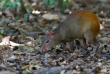 Golden-rumped agouti 