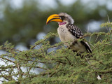 Eastern Yellow-billed Hornbill - Ethiopische Geelsnaveltok - Calao  bec jaune (m)