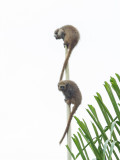 Andean titi monkey