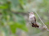 Tumbes Hummingbird - Tumbes Kolibrie - Colibri de Tumbes