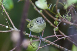 Mottle-cheeked Tyrannulet - Vlekwanglooftiran - Tyranneau ventru