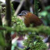 Rusty-tinged Antpitta - Przewalskimierpitta - Grallaire de Przewalski