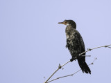 Reed Cormorant - Afrikaanse Dwergaalscholver - Cormoran africain