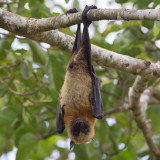 Seychelles fruit bat