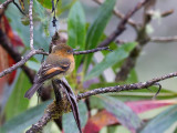 Cinnamon Flycatcher - Pyrrhomyias cinnamomeus - Moucherolle cannelle