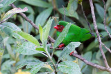 Grass-green Tanager - Papegaai-tangare - Tangara de Rieffer