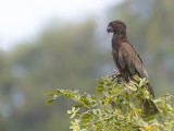 Greater Vasa Parrot - Grote Vasapapegaai - Grand Vaza