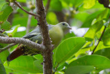 Comoro Green Pigeon - Comorenpapegaaiduif - Colombar des Comores
