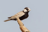 Black-crowned Sparrow-Lark - Zwartkruinvinkleeuwerik - Moinelette  front blanc (m)