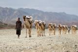 Camel caravan