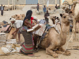 Camel caravan