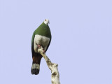 White-bellied Imperial Pigeon - Celebesmuskaatduif - Carpophage de Forsten