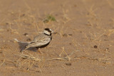 Black-crowned Sparrow-Lark - Zwartkruinvinkleeuwerik - Moinelette  front blanc (m)