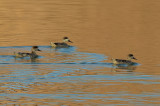 Marbled Duck - Marmereend - Marmaronette marbre