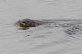 Spotted-necked otter