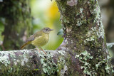 White-starred Robin - Sterrenpaapje - Rougegorge toil (j)