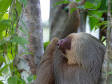 Hoffmanns two-toed sloth