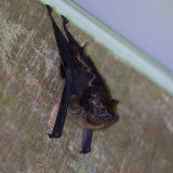 White-lined bat