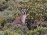 Western grey kangaroo