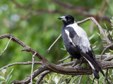 Australian Magpie - Zwartrugfluitvogel - Cassican flûteur