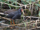 Dusky Moorhen - Zwart Waterhoen - Gallinule sombre