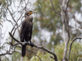 Great Cormorant - Grote Aalscholver - Grand Cormoran